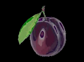 slivky.png